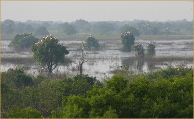 Birding Cambodia