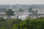 Birding Cambodia