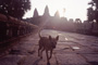 Introducing Cambodia