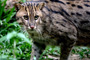 Wildlife Rescue Centre (Wildlife at Risk)